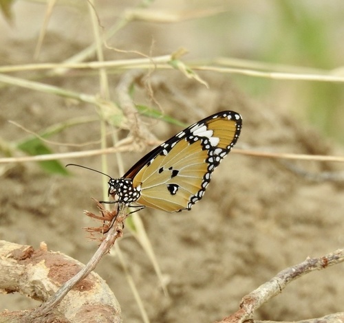 Danaus chrysippus