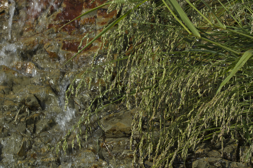 Poa macrocalyx iNat (1)