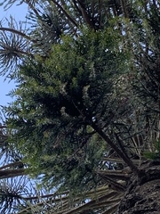 Araucaria bidwillii