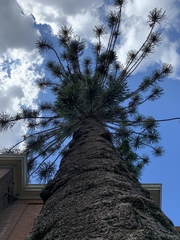 Araucaria bidwillii