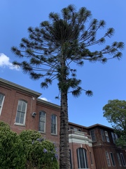 Araucaria bidwillii