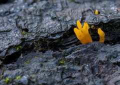 Calocera guepinioides