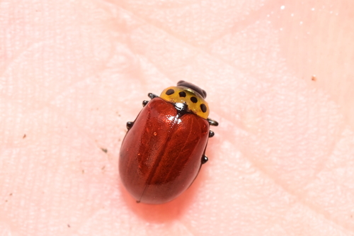 Morphosphaera sumatrana, 2026-04-21