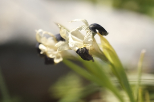 Iris tuberosa, photograph 2
