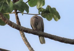 Streptopelia decaocto