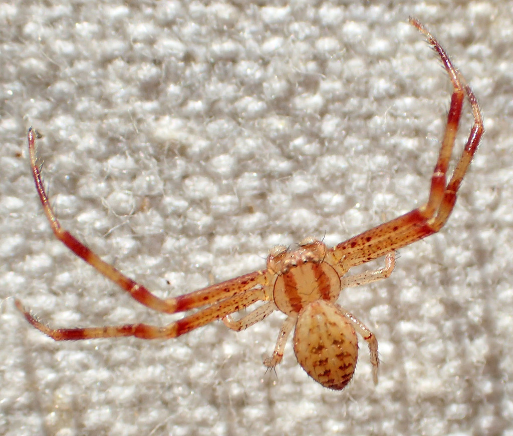 Mecaphesa importuna