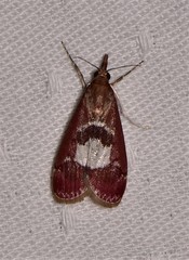 Syntonarcha vulnerata