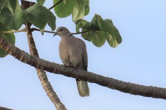 Streptopelia decaocto
