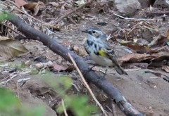 Setophaga coronata coronata