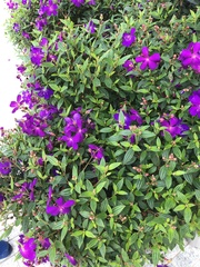 Pleroma semidecandrum