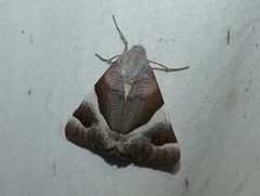 Niceteria macrocosma