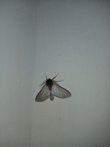 Greyling