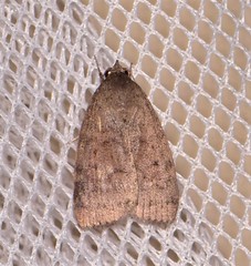 Austrocarea iocephala