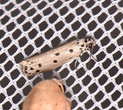 Ethmia heptasema