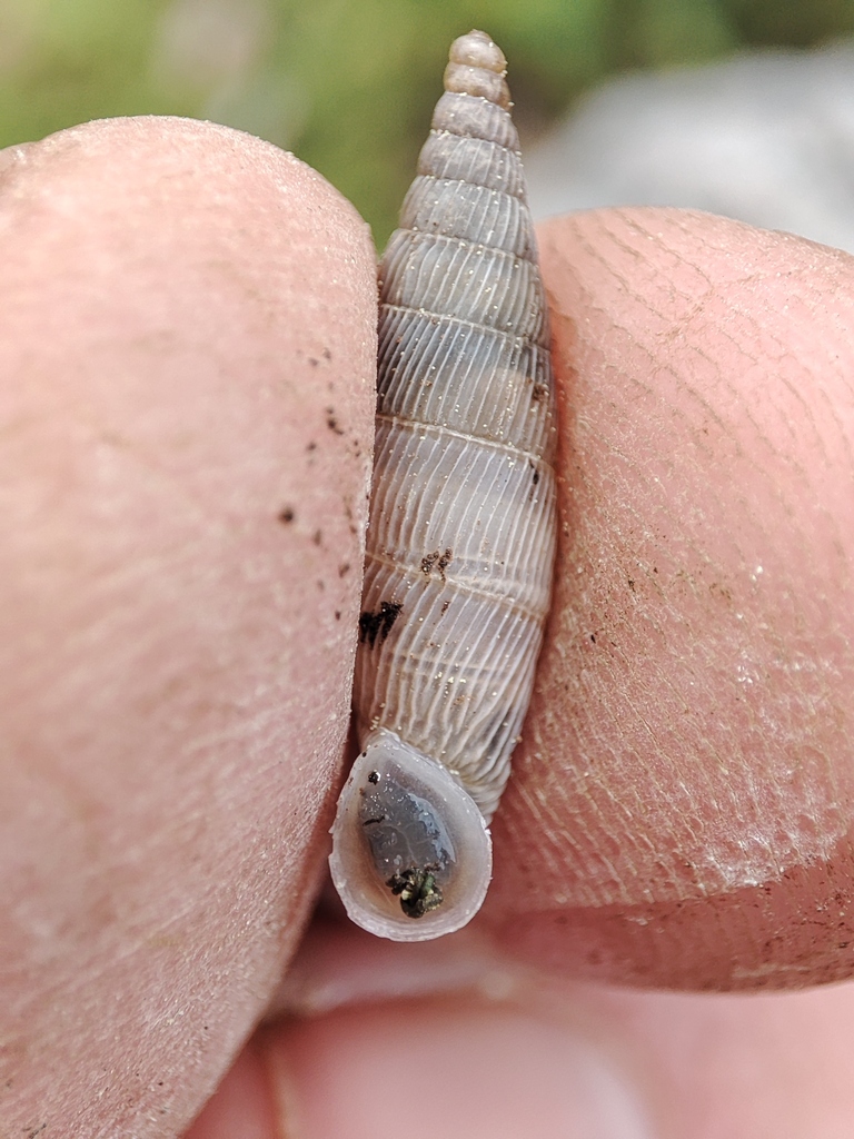 Albinaria forbesiana
