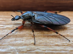 Bibio xanthopus