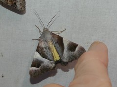 Niceteria macrocosma