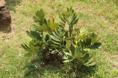 Zamia furfuracea