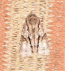 Turnerinycta phaeocosma