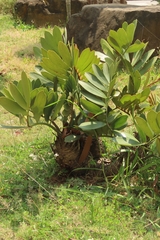 Zamia furfuracea