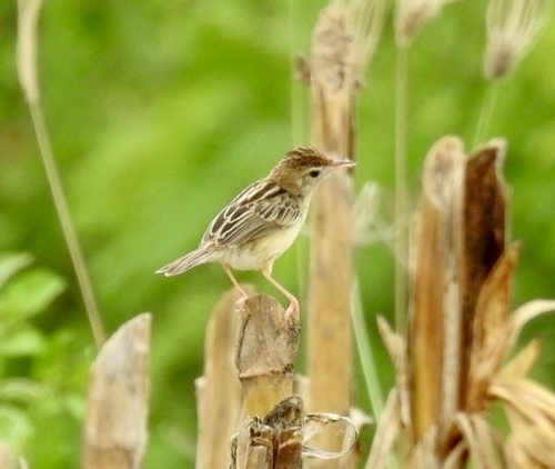 Cisticola juncidis