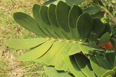 Zamia furfuracea