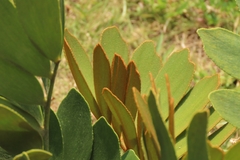Zamia furfuracea