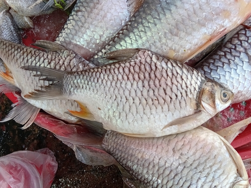 Java Barb