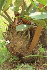 Zamia furfuracea