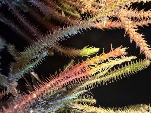 Selaginella deflexa observed 2026-02-06