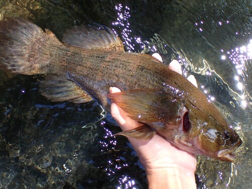Greenback gauvina (Bunaka gyrinoides) — Eleotridae — 3