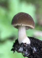 Pluteus thomsonii