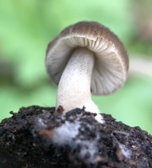 Pluteus thomsonii