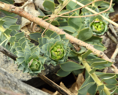 Euphorbia myrsinites
