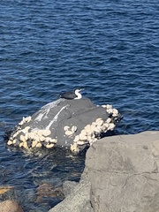Phalacrocorax fuscescens