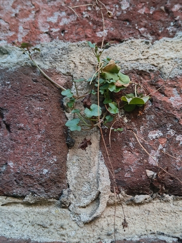 Ivy-leaved toadflax