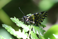 Catasticta teutila