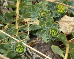 Euphorbia myrsinites