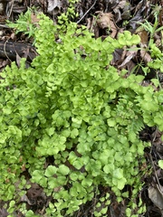 Adiantum jordanii image
