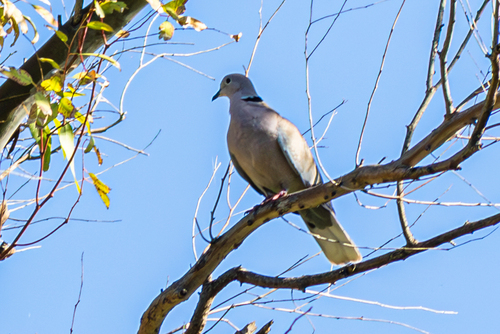 Avistamiento Streptopelia decaocto