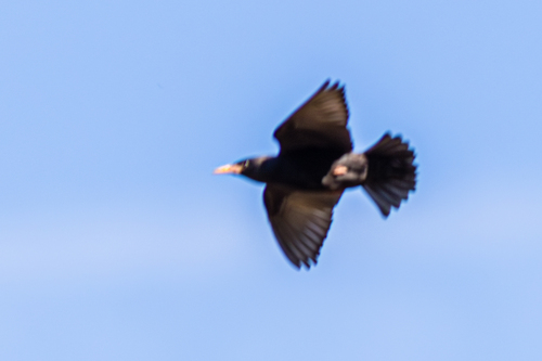 Avistamiento Estornino Negro