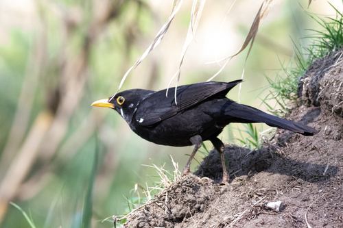 Avistamiento Turdus merula