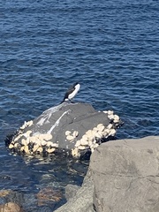 Phalacrocorax fuscescens