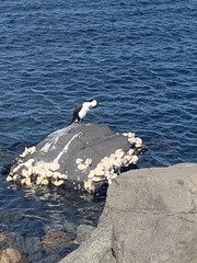 Phalacrocorax fuscescens