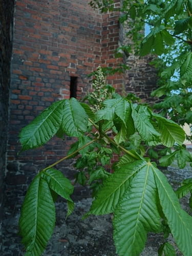 horse-chestnut