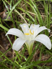 Zephyranthes atamasco