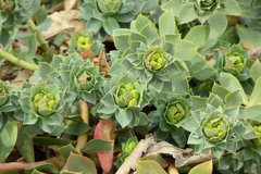 Euphorbia myrsinites