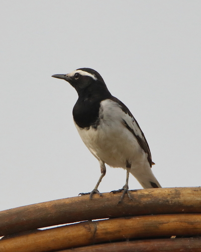 White-browed Wagtail