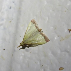 Autocharis hedyphaes