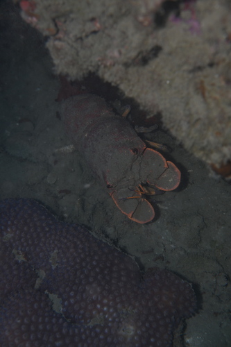 Scyllarides squammosus observed 2026-04-20
